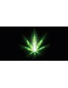 CBD Cannabis